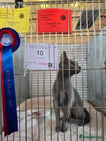 Russian Blue cats - Advert 4