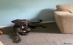 Cane Corso dogs for sale: female  - Image 3