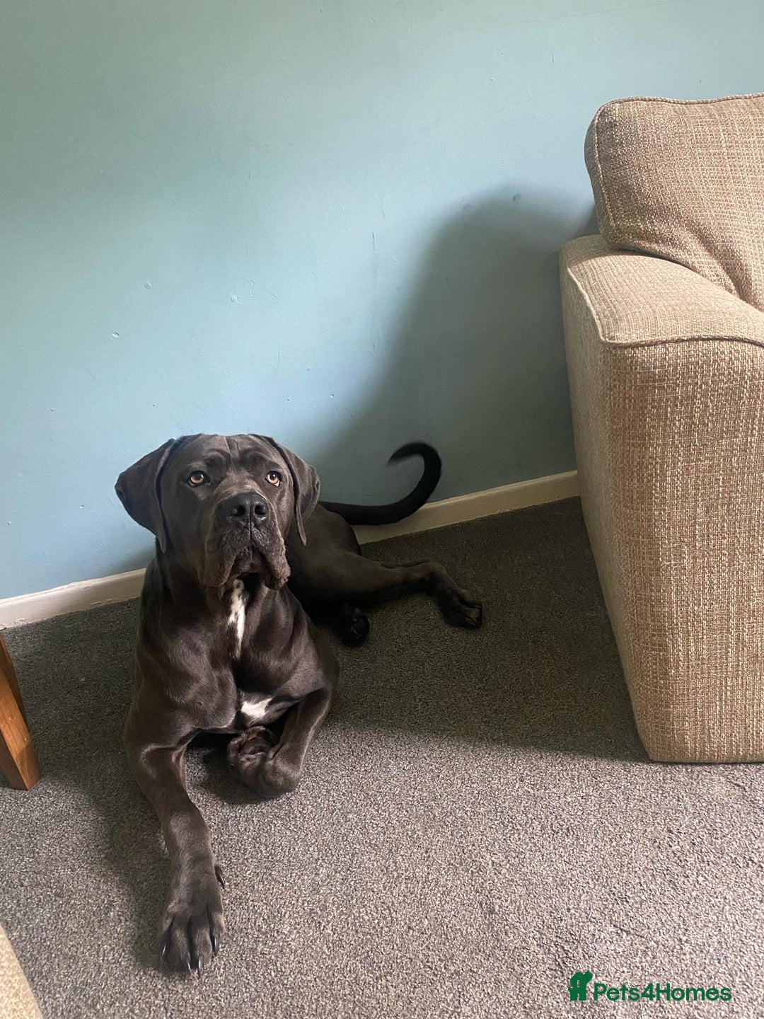 Cane Corso dogs for sale: female  - Image 3