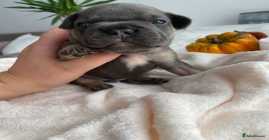 French Bulldog dogs - Advert 4
