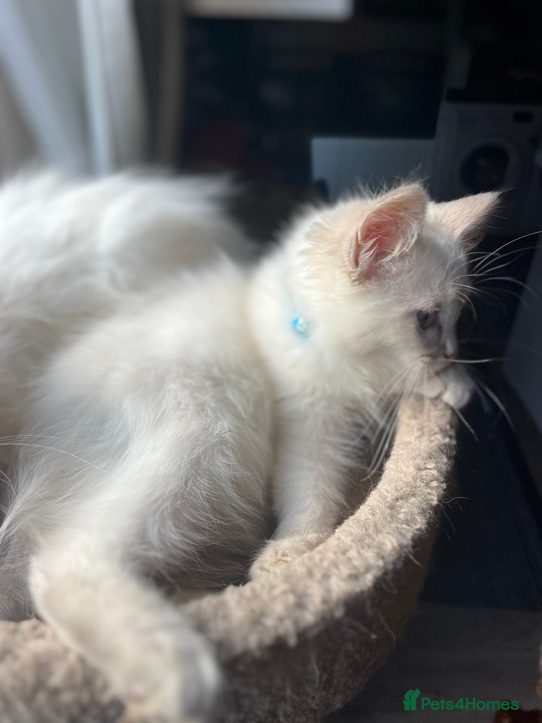 Ragdoll cats for sale: Gorgeous Tica Cherubim ragdoll kittens  - Advert 5