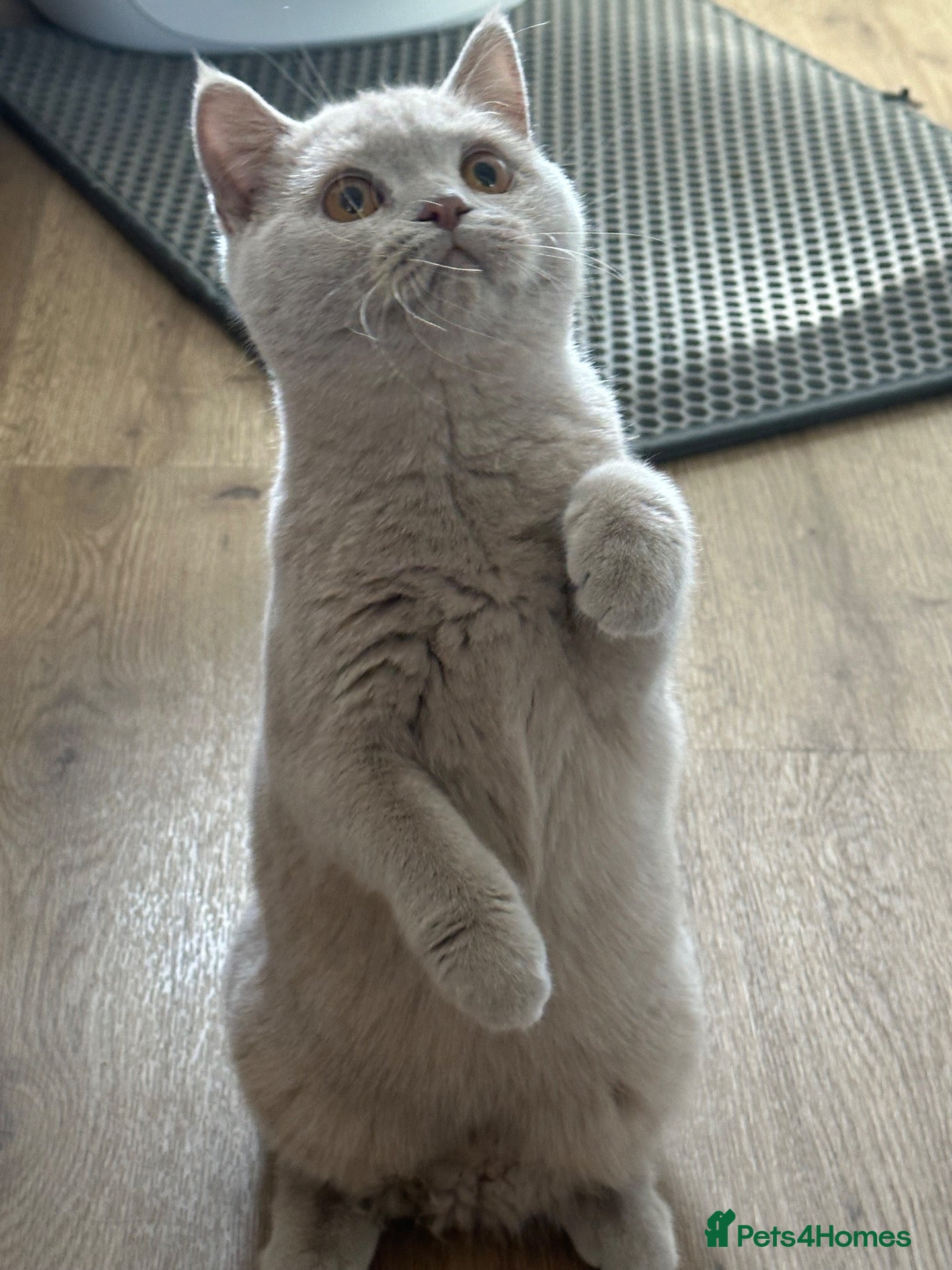 British Shorthair cats British shorthair rare colors  - Advert 2