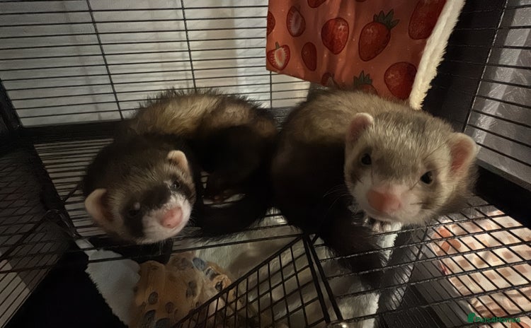 Ferret rodents - Advert 1