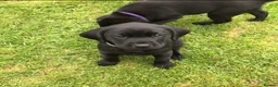 Labrador Retriever dogs for sale: Extensively health tested kc reg Labrador puppies. - Advert 5