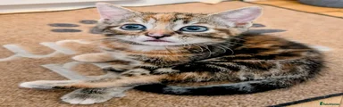 Mixed Breed Kitten 1