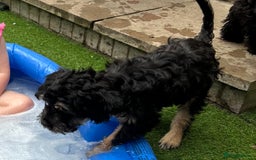 Mixed Breed dogs for sale: Forever home needed for 14 week old puppy - Image 4