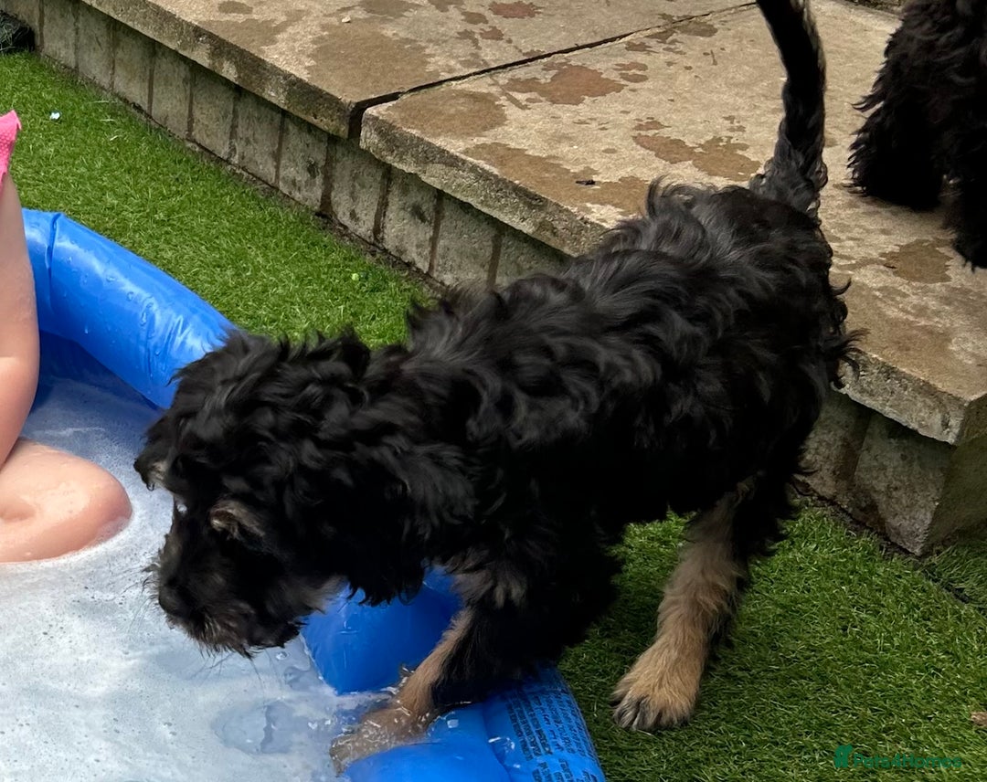 Mixed Breed dogs for sale: Forever home needed for 14 week old puppy - Image 4