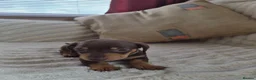 Dachshund dogs for sale: Miniature dachshund puppies - Advert 5