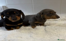 Miniature Dachshund dogs for sale: 2 stunning miniature dachshund puppy’s  - Image 37