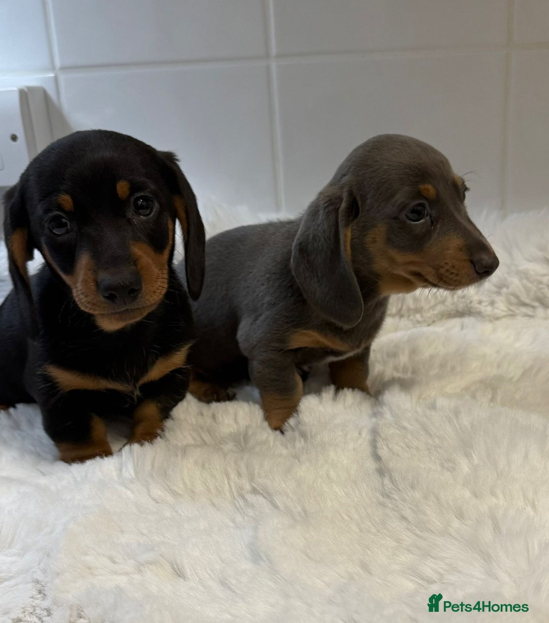 Miniature Dachshund dogs for sale: 2 stunning miniature dachshund puppy’s  - Image 37