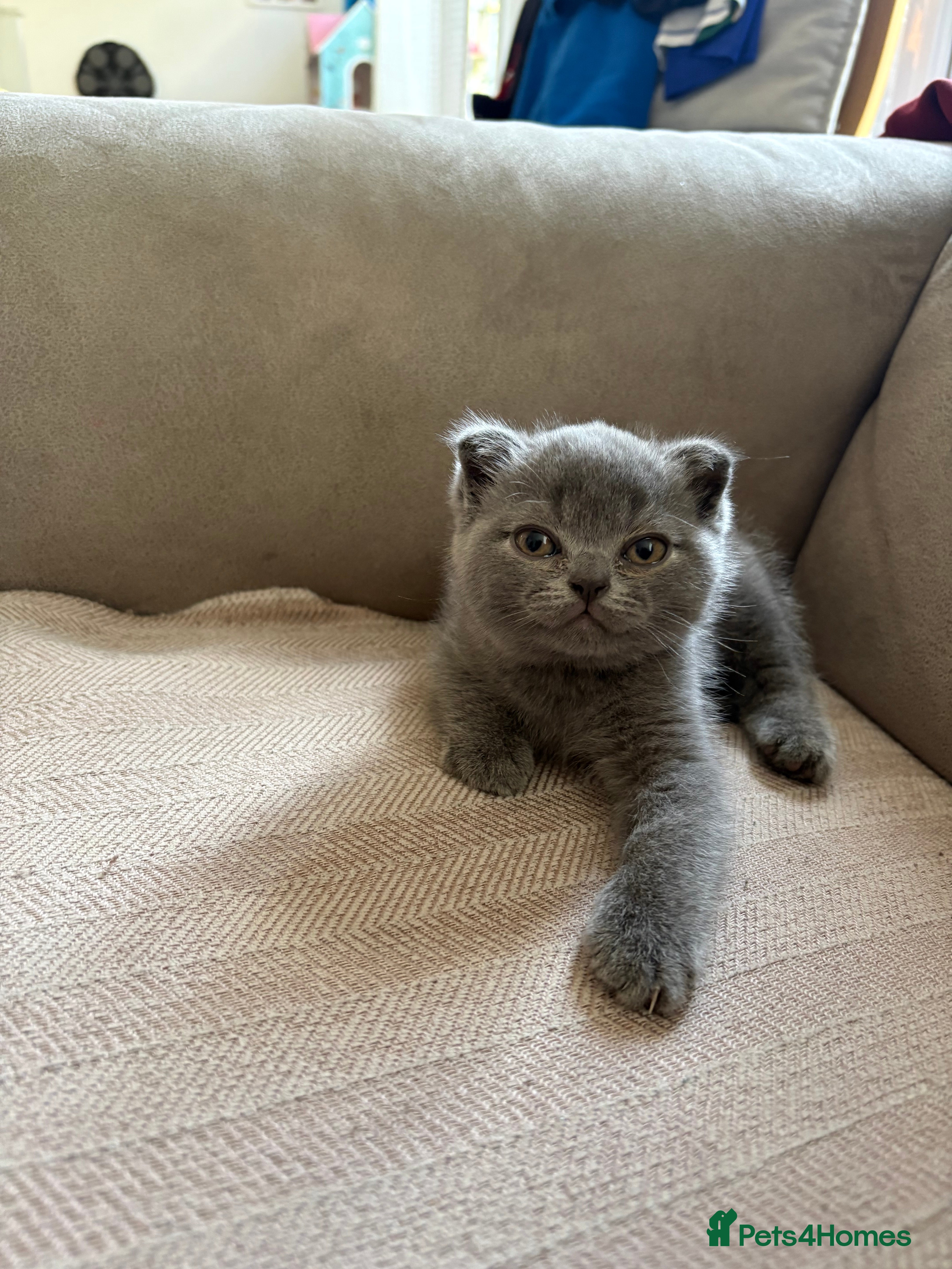 Scottish Fold cats Scottish fold for sale  - Advert 13