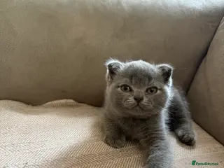 Scottish Fold cats Scottish fold for sale - Advert 13
