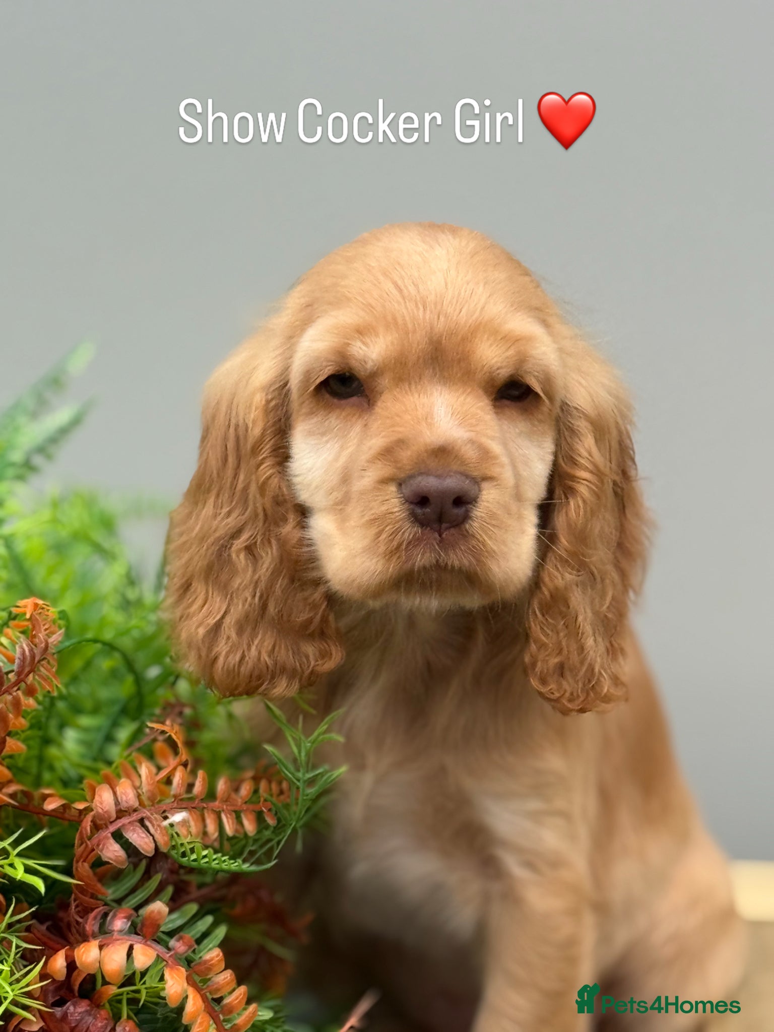 Cocker Spaniel dogs Stunning Show Cocker Spaniels  ready now  - Advert 18