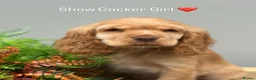 Cocker Spaniel dogs for sale: Stunning Show Cocker Spaniels  ready now  - Advert 1