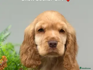 Cocker Spaniel dogs Stunning Show Cocker Spaniels ready now - Advert 16