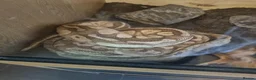 Mixed Breed reptiles for sale: Ball pythons boas and corns for sale  in Malvern - Advert 21