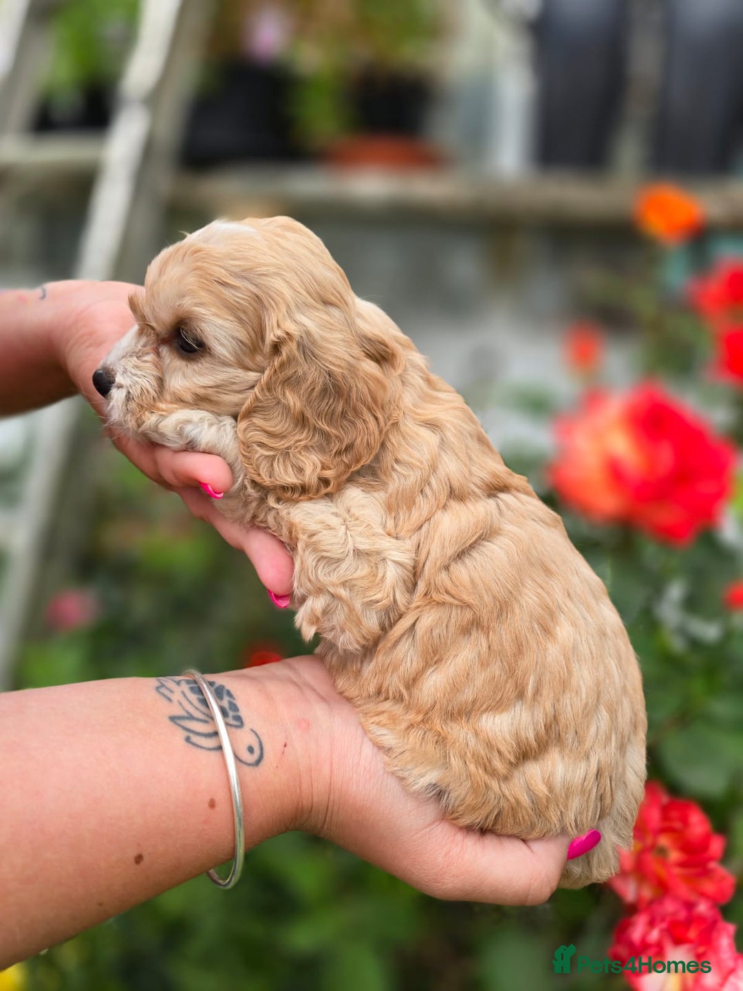 Cockapoo dogs for sale: F1 working cockapoo puppies - Image 12