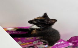 Mixed Breed cats for sale: Playful Female Kitten Ready for Her Forever Home - Image 3