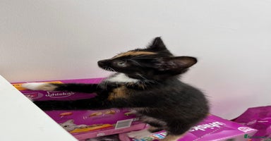 Mixed Breed cats - Advert 2