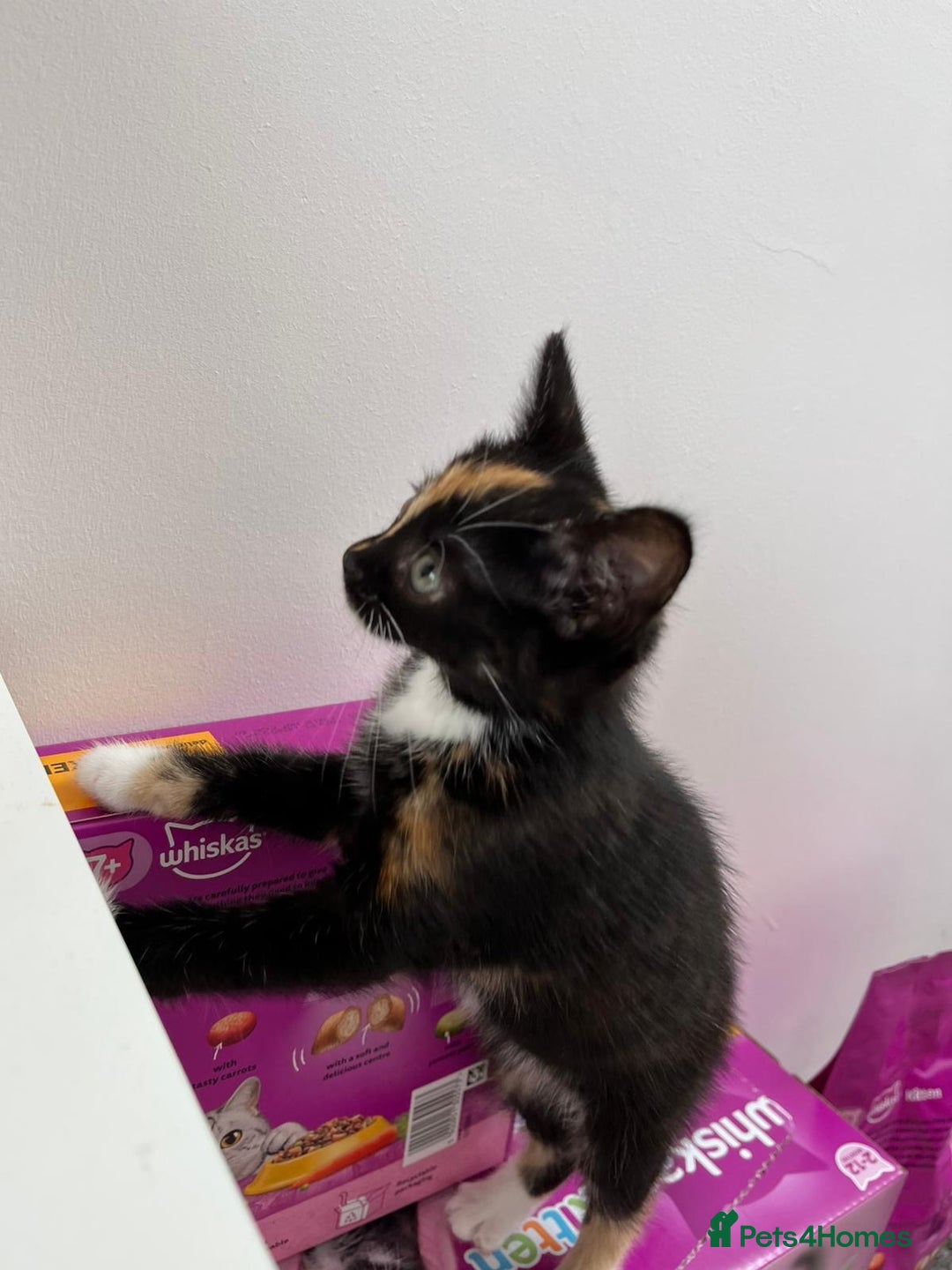 Mixed Breed cats for sale: Playful Female Kitten Ready for Her Forever Home - Image 3