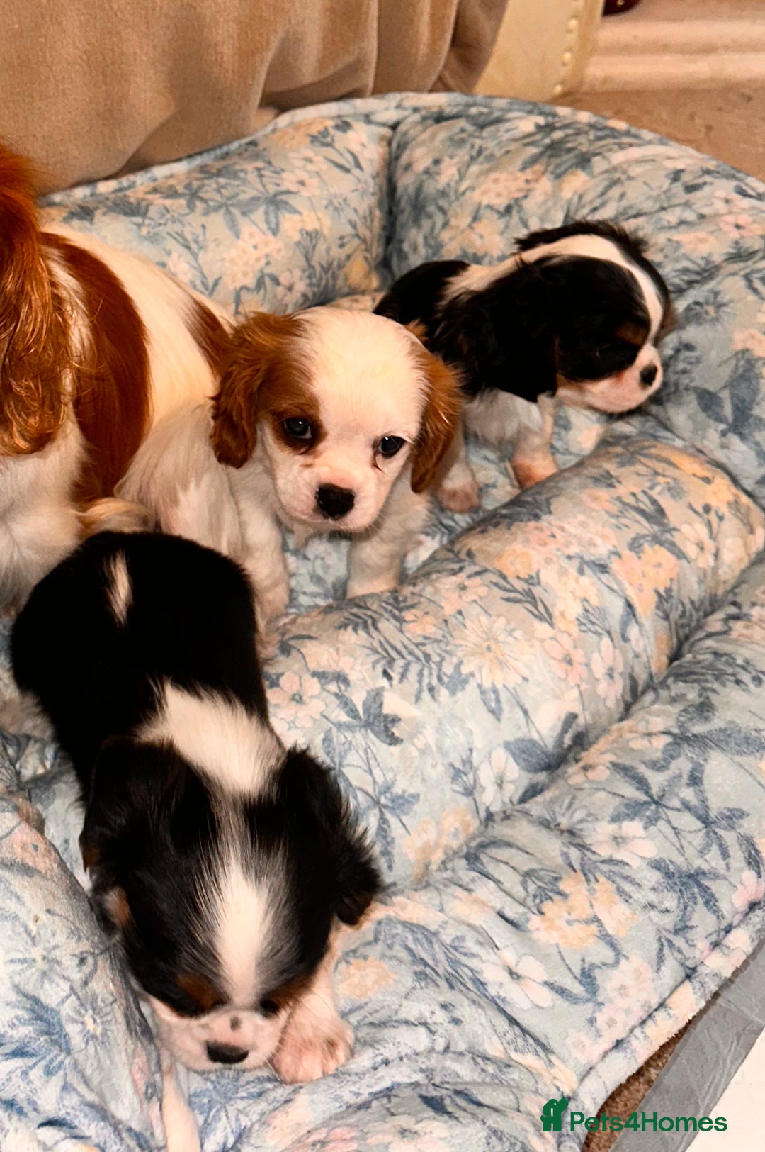 Cavalier King Charles Spaniel dogs for sale: Cavalier King Charles puppy’s  - Advert 2