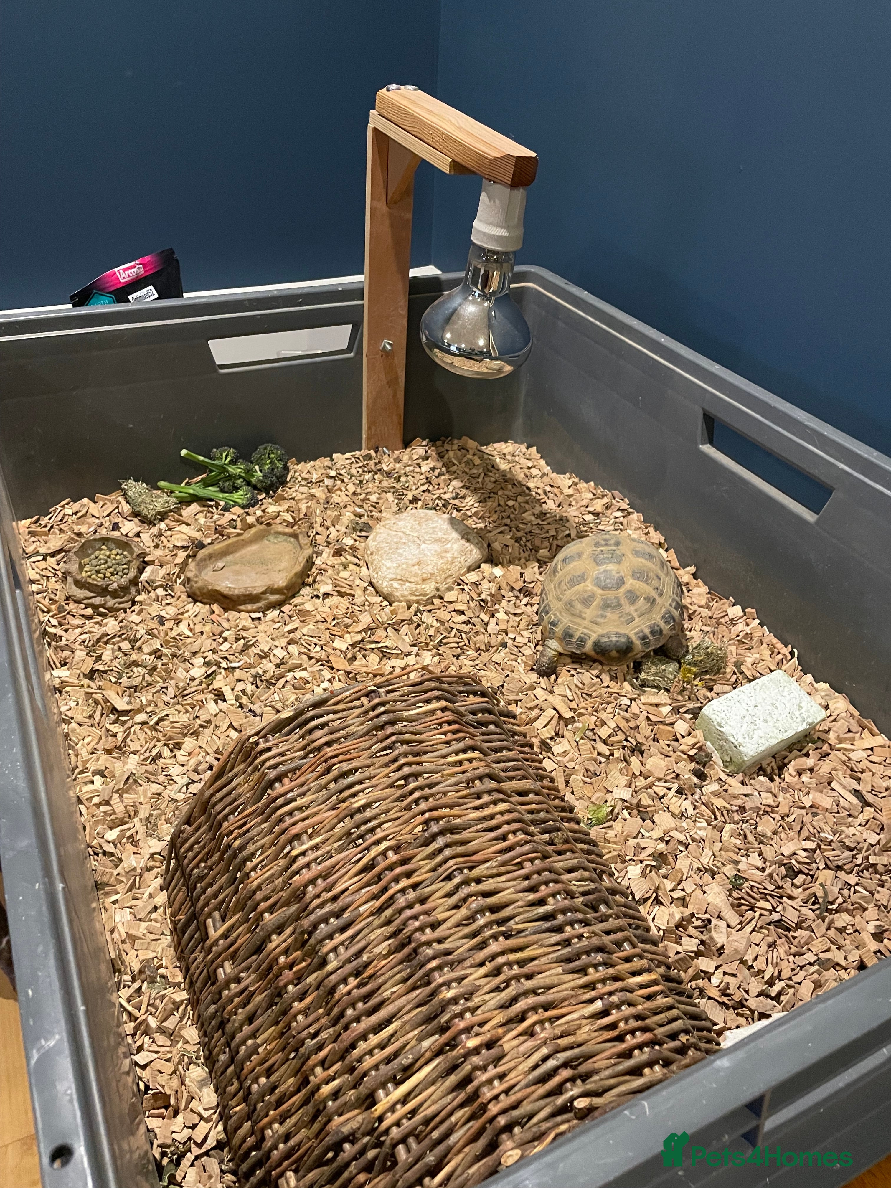 Tortoise reptiles Bert the horsefield in Preston - Advert 1