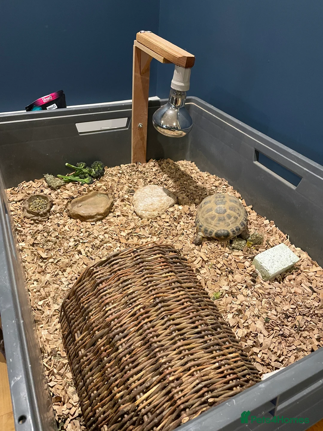 Tortoise reptiles for sale: Bert the horsefield in Preston - Advert 1