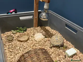 Tortoise reptiles Bert the horsefield in Preston - Advert 1