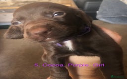 Mixed Breed dogs for sale: Miniature dachshund x springer spaniel puppies  - Image 9