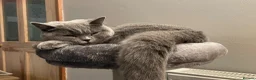 British Shorthair cats for sale: British Shorthair Female 3 yrs old - Advert 10