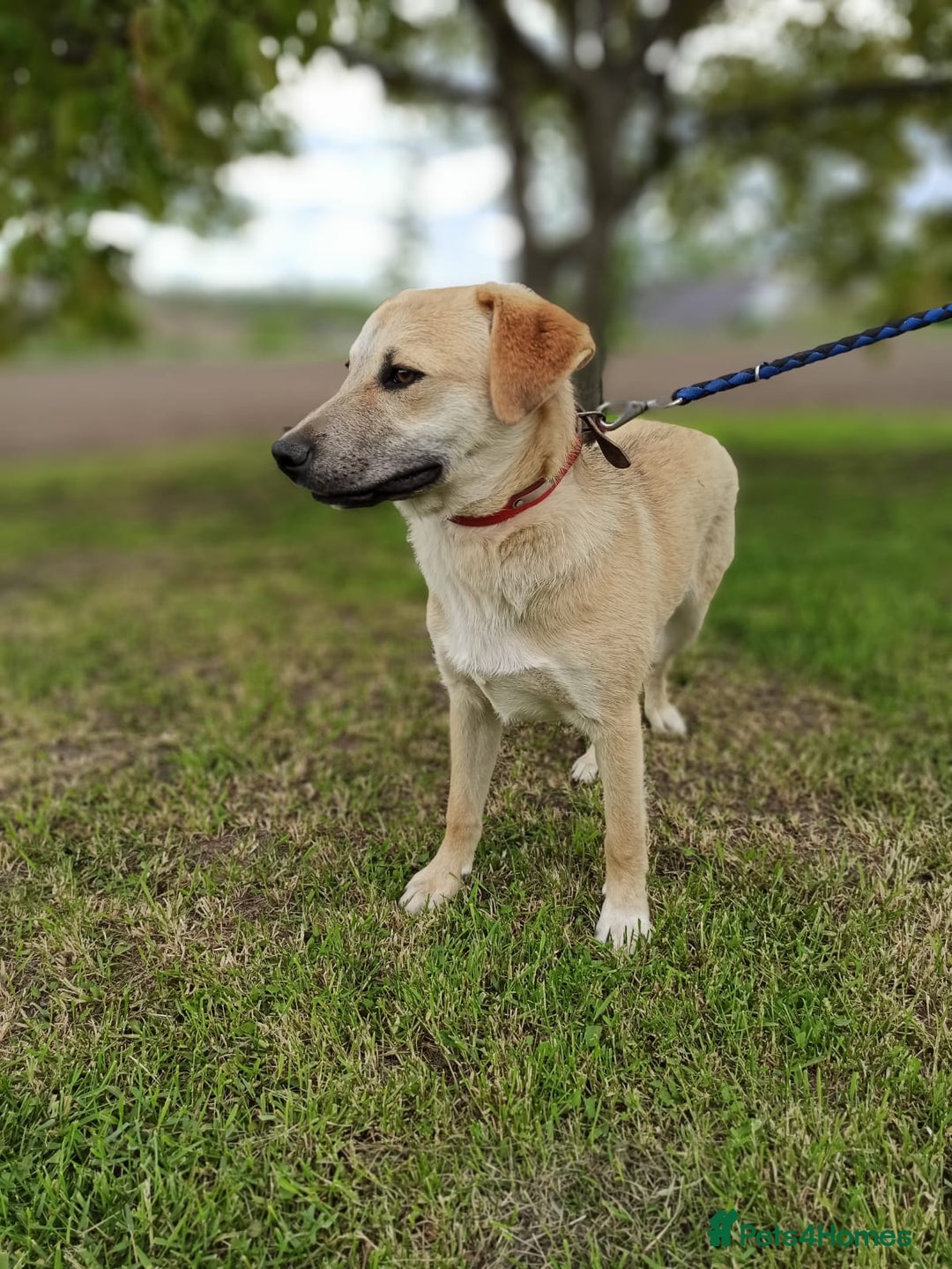 Mixed Breed dogs for adoption: 💙🐶 DAN 🐶💙 - Image 6