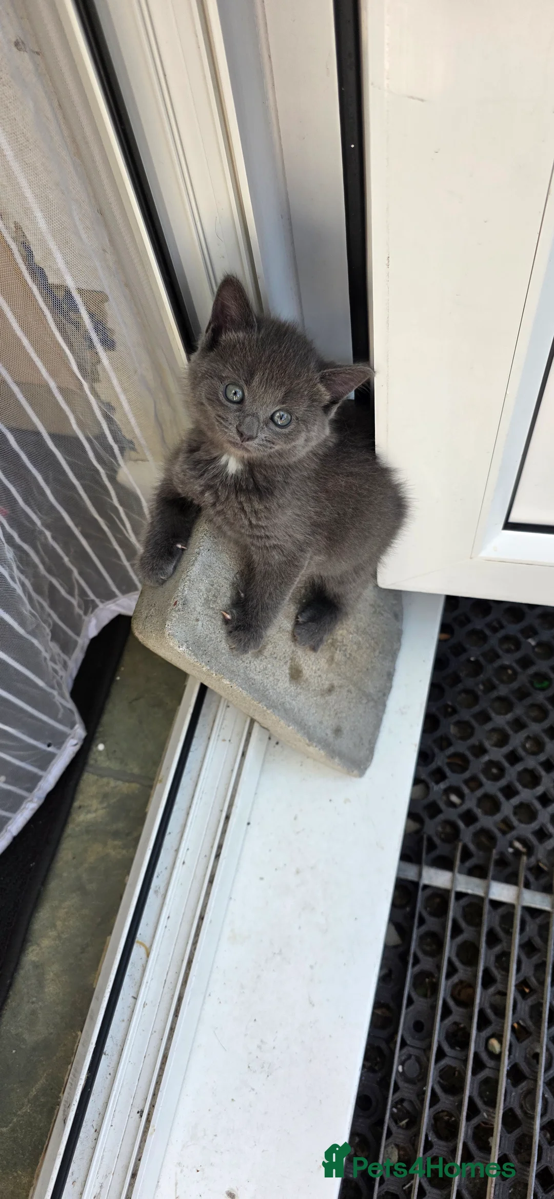 Mixed Breed cats for sale: Kittens in Winchester - Advert 2