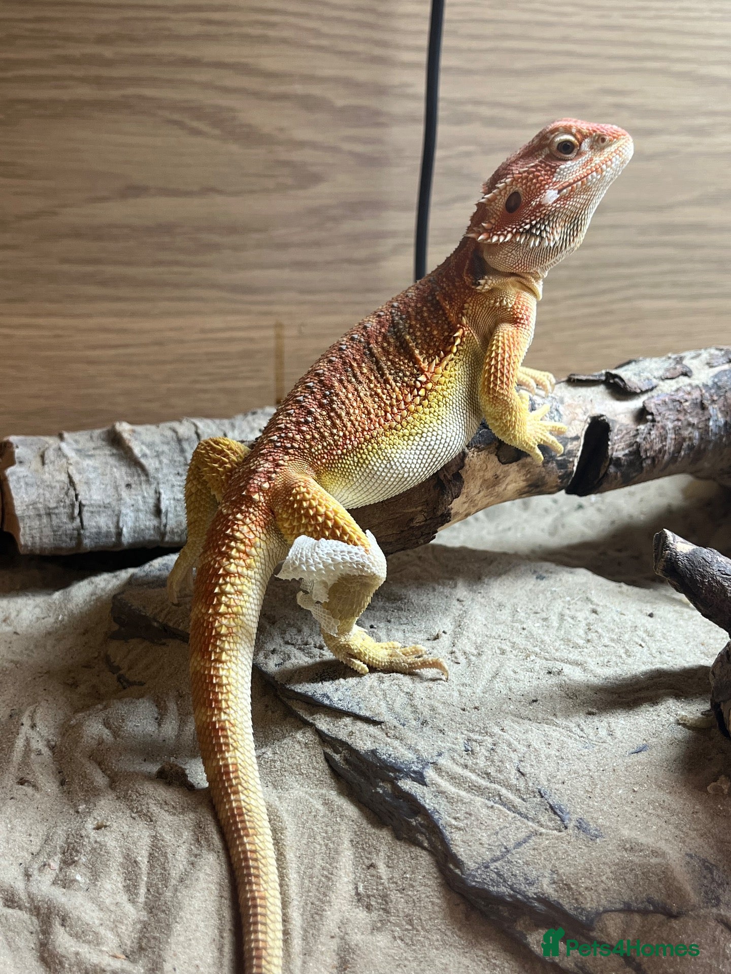 Bearded Dragon reptiles Stunning Red/Yellow Beardie; tame and easy going - Advert 3