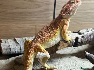 Bearded Dragon reptiles Stunning Red/Yellow Beardie; tame and easy going - Advert 3