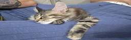 Maine Coon cats for sale: 🌟READY NOW 🌟 TICA tortie girl 🌟 - Advert 3