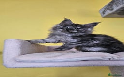 Maine Coon cats for sale: TICA Registered Maine Coon Kittens  - Image 9
