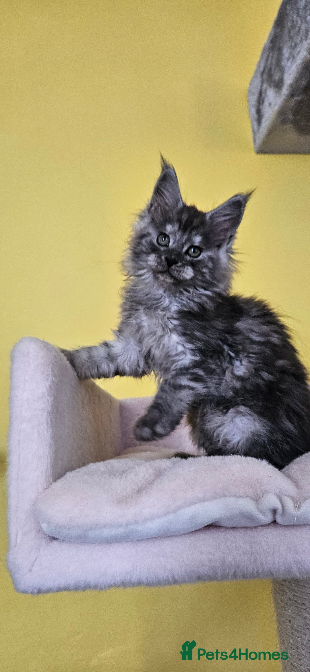 Maine Coon cats for sale: TICA Registered Maine Coon Kittens  - Image 9
