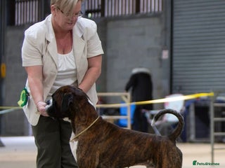 Boxer dogs - Advert 6