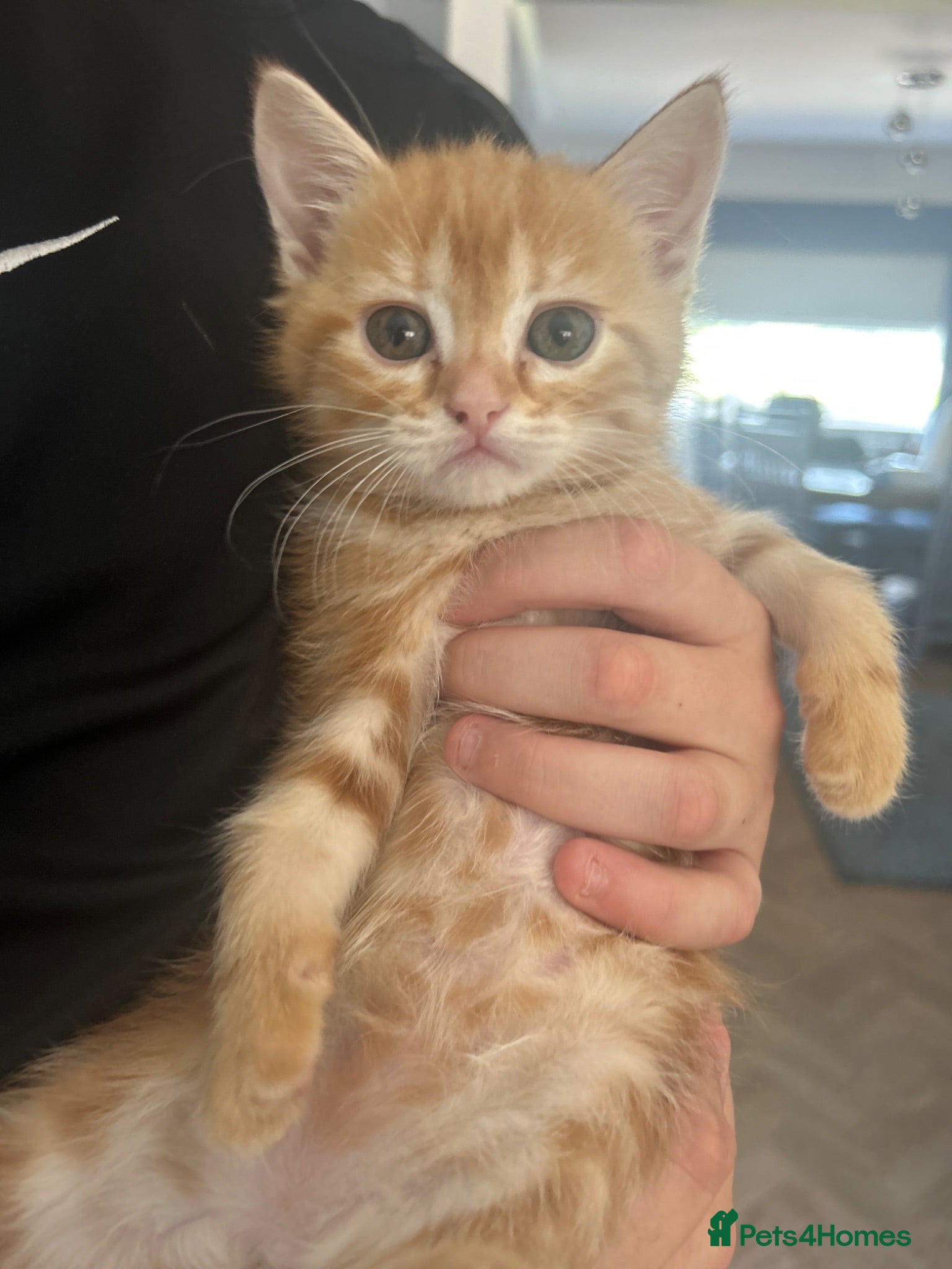 Mixed Breed cats I ginger boy 1 mixed color girl  - Advert 1