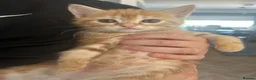 Mixed Breed cats for sale: I ginger boy 1 mixed color girl  - Advert 1
