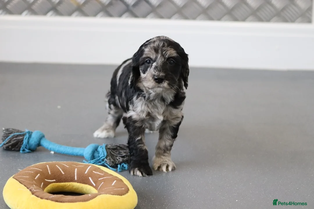 Cockapoo dogs for sale: F1 Cockapoo puppies for sale! - Advert 10