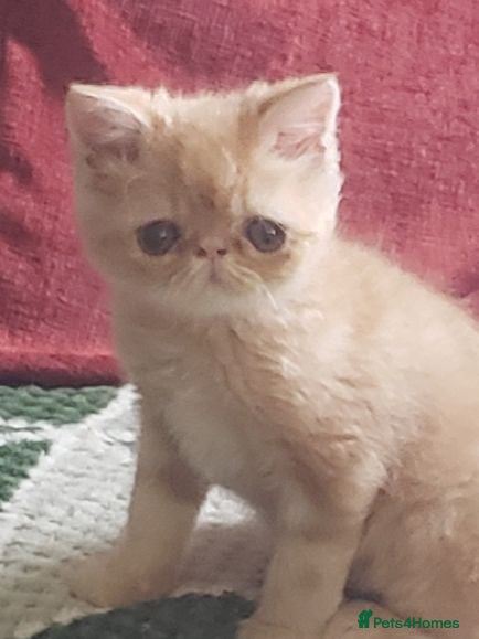 Exotic cats Fabulous cream tabby  exotic malele - Advert 2