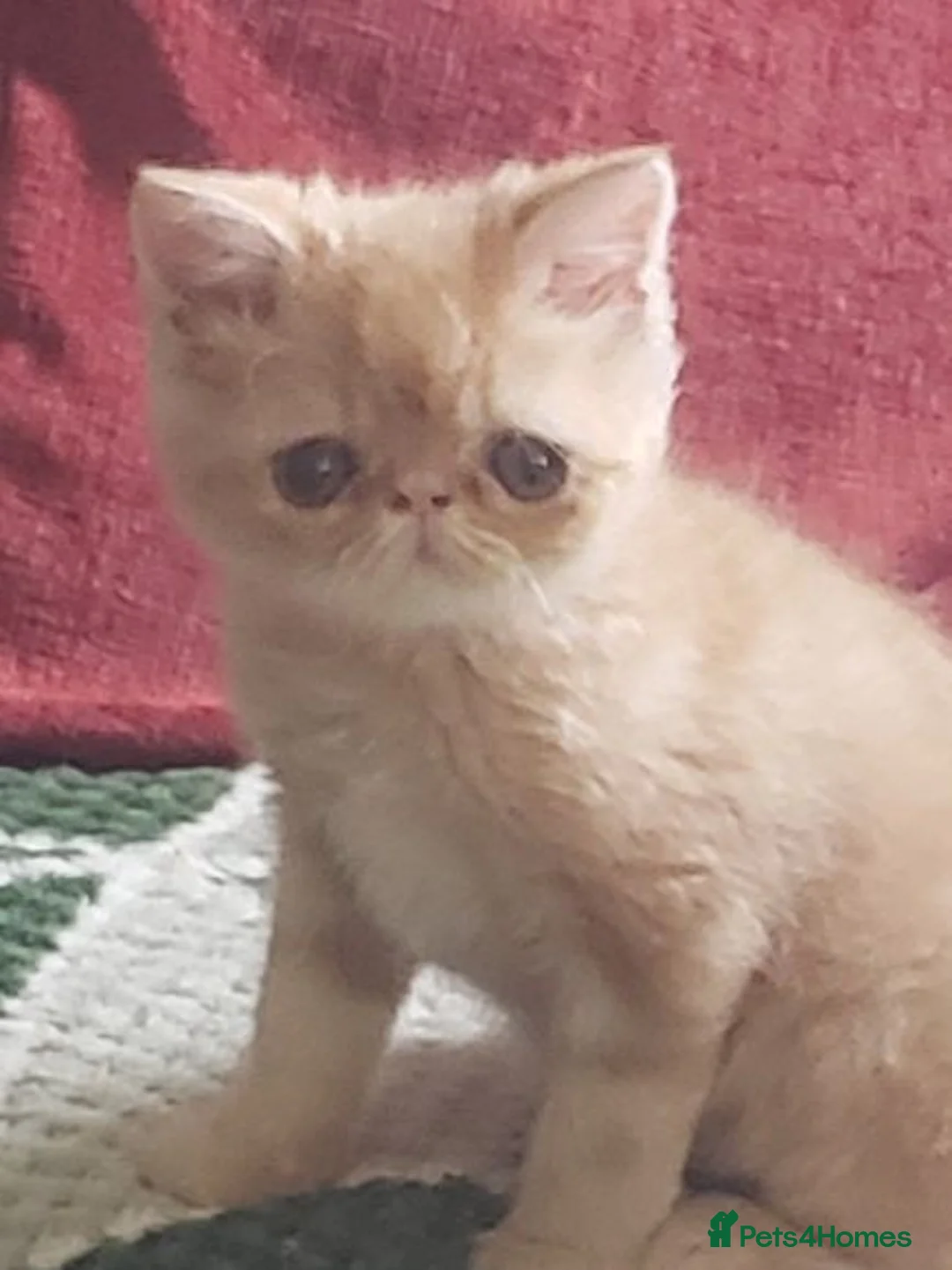 Exotic cats for sale: Fabulous cream tabby  exotic malele - Advert 2