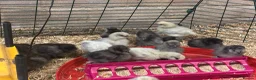 Chickens poultry for sale: Unsexed silkie chicks from 10 days old - Advert 8