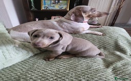 Dachshund dogs for sale: Minuture Dachsund  - Image 3