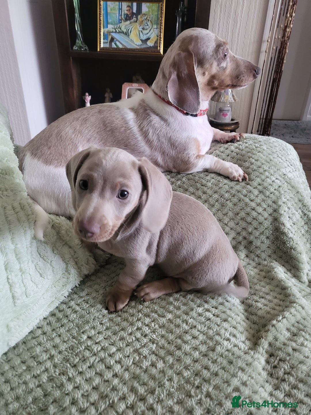 Dachshund dogs for sale: Minuture Dachsund  - Image 3