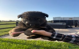 German Shepherd dogs for sale: Litter of German shepherd puppies for sale - Image 9