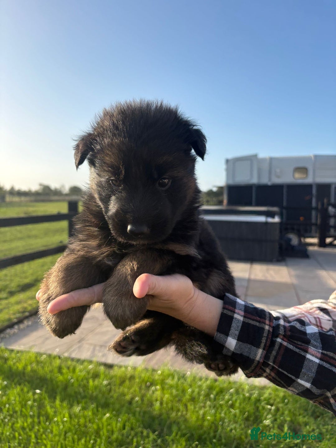 German Shepherd dogs for sale: Litter of German shepherd puppies for sale - Image 9