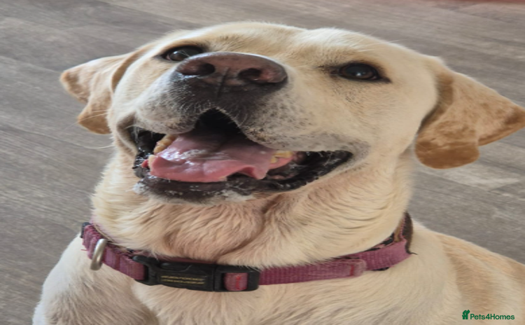 Labrador Retriever dogs - Advert 1