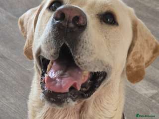 Labrador Retriever dogs Xarkas - Seeking a special home - Advert 4